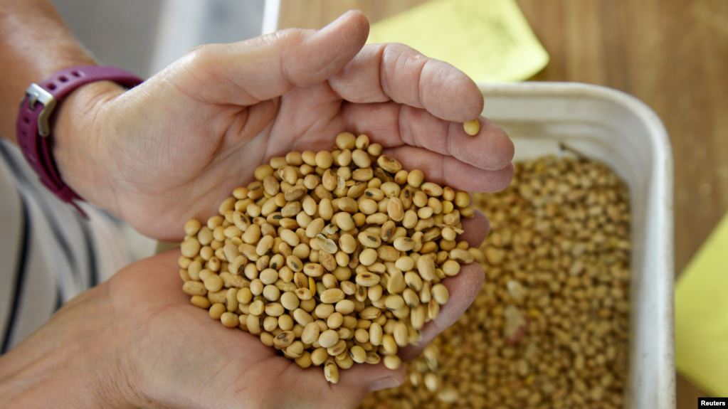 中国买家不顾运输排期长抢购美国大豆